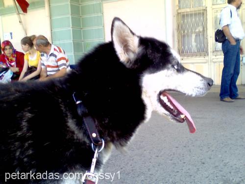 haylass Erkek Sibirya Kurdu (Husky)