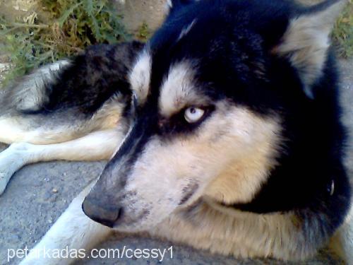 haylass Erkek Sibirya Kurdu (Husky)