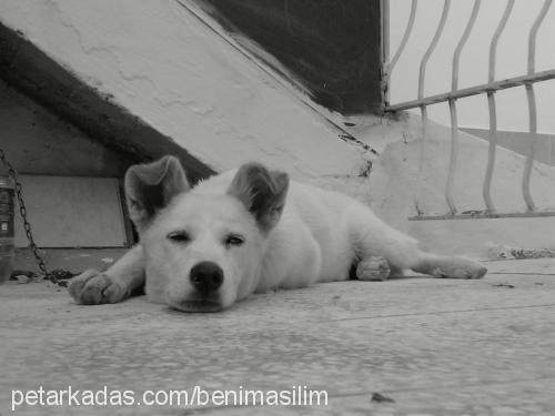 aŞİl Erkek Sibirya Kurdu (Husky)