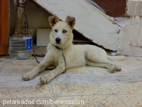 aŞİl Erkek Sibirya Kurdu (Husky)