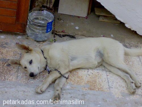 aŞİl Erkek Sibirya Kurdu (Husky)