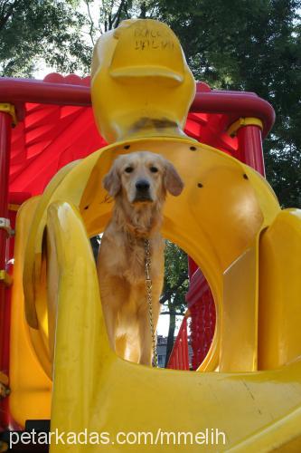 ruffy Erkek Golden Retriever