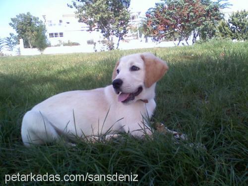 şans Erkek Labrador Retriever