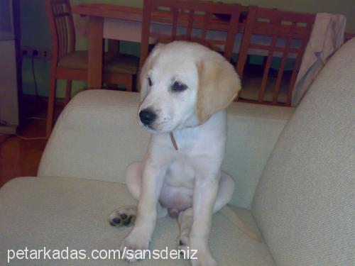 şans Erkek Labrador Retriever