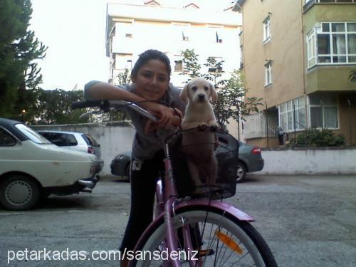 şans Erkek Labrador Retriever