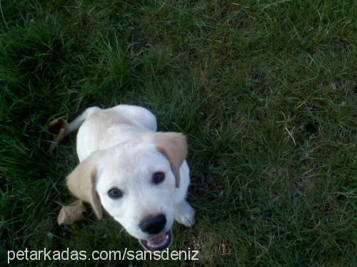 şans Erkek Labrador Retriever