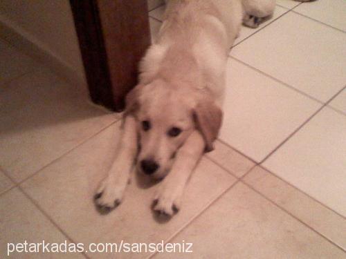 şans Erkek Labrador Retriever