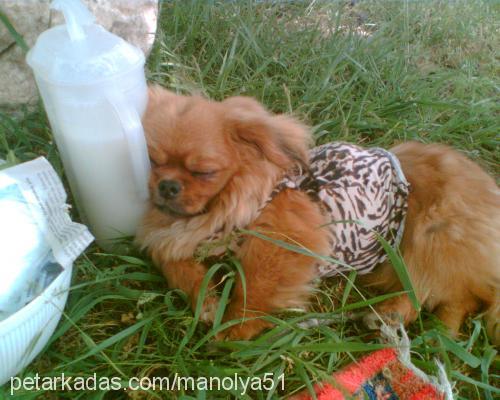 şila Dişi Tibetli Spaniel