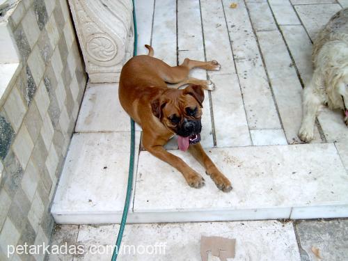 baxy Dişi Boxer