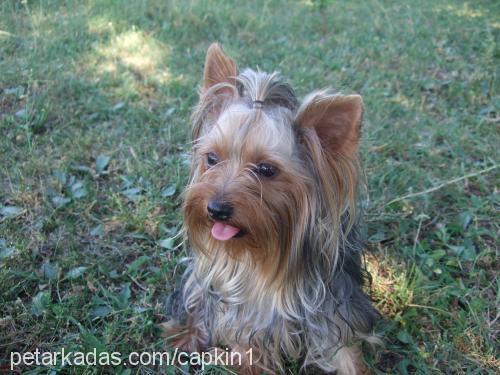 çapkın Erkek Yorkshire Terrier