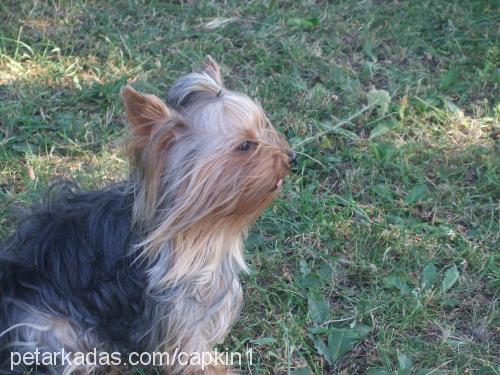 çapkın Erkek Yorkshire Terrier