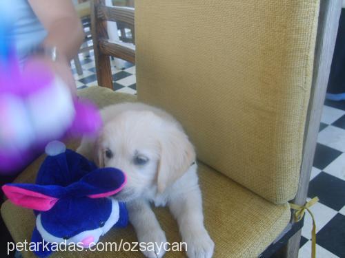 poker Dişi Golden Retriever