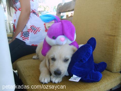 poker Dişi Golden Retriever