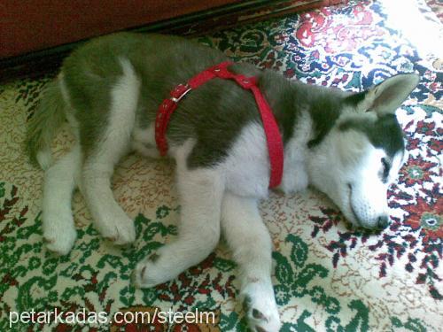 şiva Dişi Sibirya Kurdu (Husky)