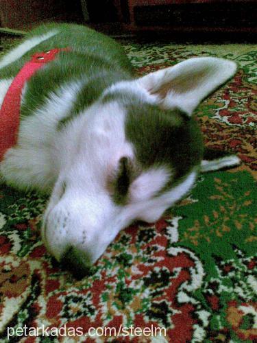 şiva Dişi Sibirya Kurdu (Husky)