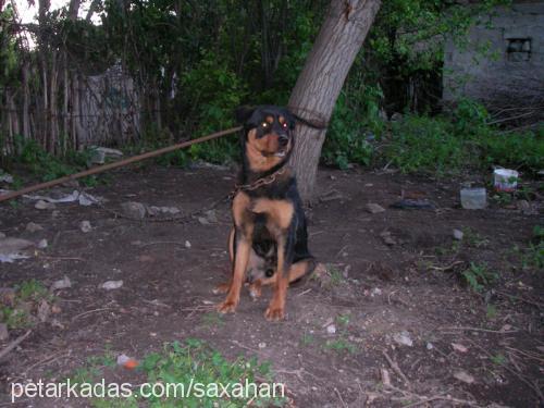 haydut Erkek Rottweiler