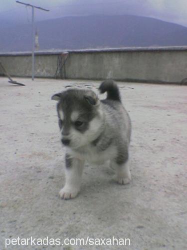 suzi Dişi Sibirya Kurdu (Husky)