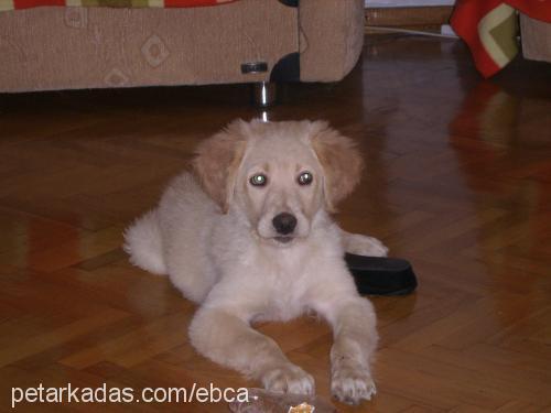 paşa Erkek Golden Retriever