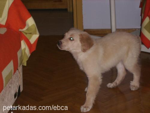 paşa Erkek Golden Retriever