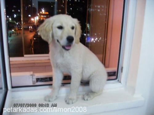 lİmon Dişi Golden Retriever