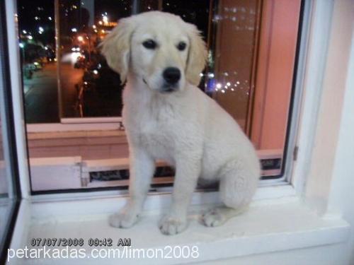 lİmon Dişi Golden Retriever