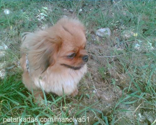 şila Dişi Tibetli Spaniel