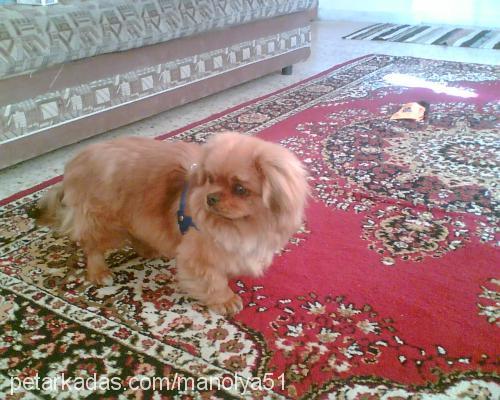 şila Dişi Tibetli Spaniel