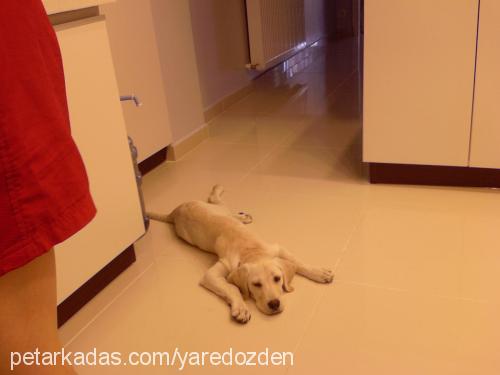 ceyn Dişi Labrador Retriever