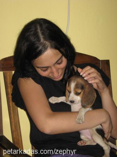 portakal Dişi Beagle