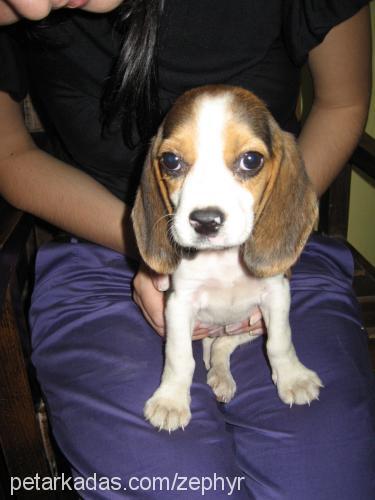 portakal Dişi Beagle