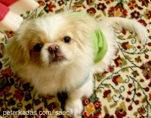 isaac Erkek Pekingese