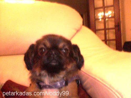 voddy Erkek Pekingese