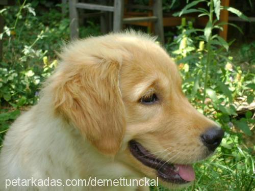 keş Erkek Golden Retriever