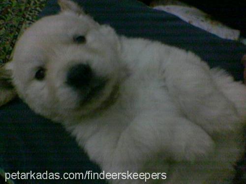 badem Erkek Golden Retriever