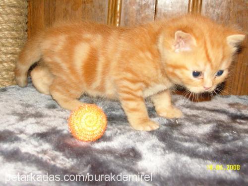 tarçın Erkek Scottish Fold