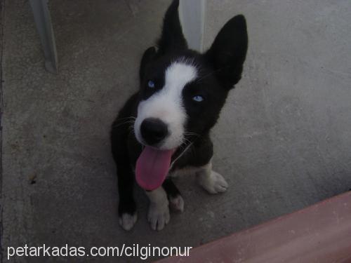 max Erkek Sibirya Kurdu (Husky)