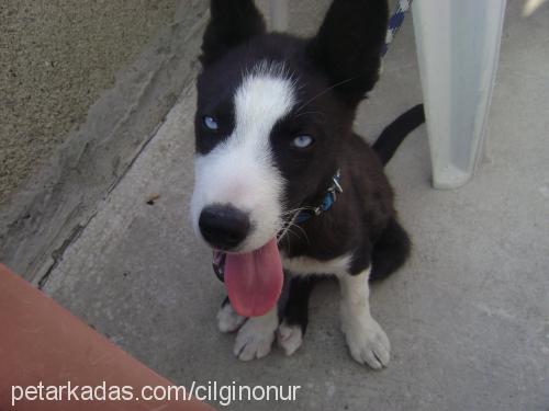 max Erkek Sibirya Kurdu (Husky)