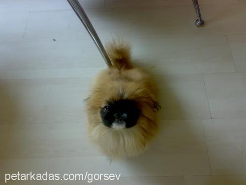 badem Dişi Pekingese