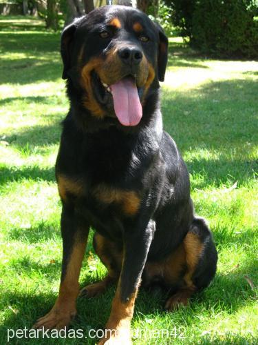 tom Erkek Rottweiler