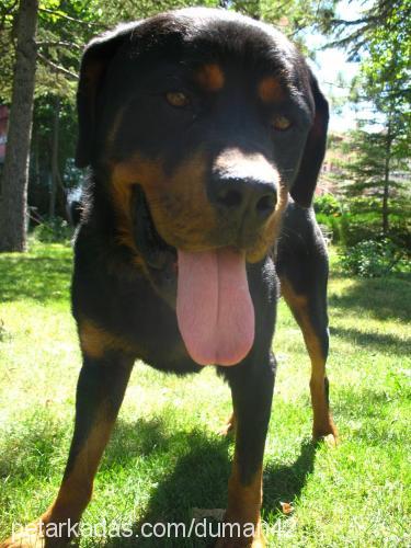 tom Erkek Rottweiler