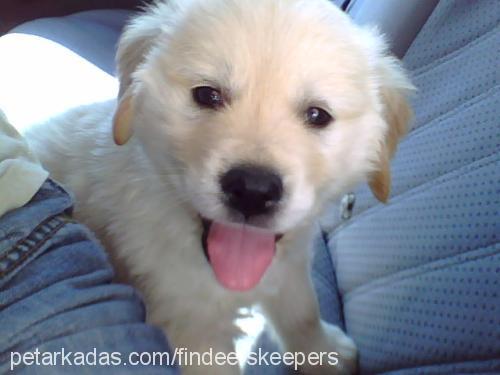 badem Erkek Golden Retriever