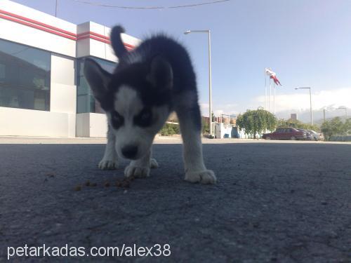 alex Erkek Sibirya Kurdu (Husky)