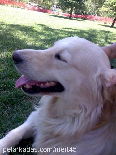 gozi Erkek Golden Retriever