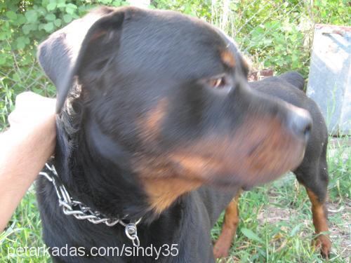 sindy Dişi Rottweiler