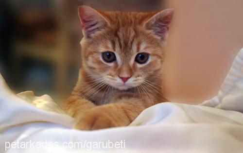 garfield Erkek British Shorthair