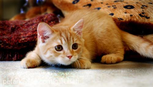 garfield Erkek British Shorthair