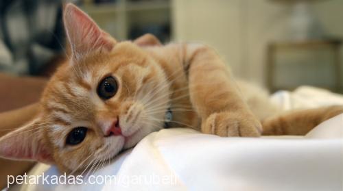 garfield Erkek British Shorthair