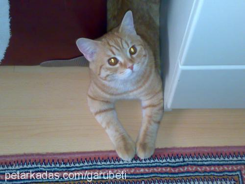 garfield Erkek British Shorthair