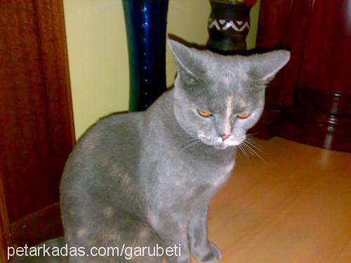 beti Dişi British Shorthair