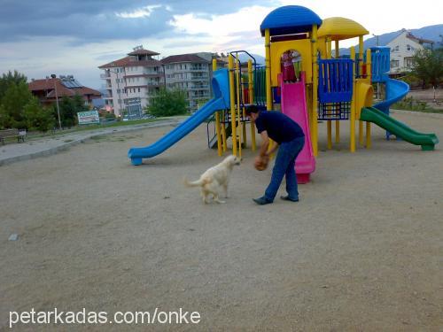 lesi Dişi Golden Retriever